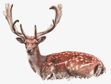 Deer, Stag, Deer Lying Down - Damherten Plantage Willem Iii, HD Png Download, Transparent PNG