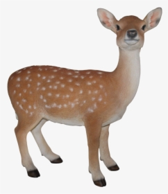 Figure,terrestrial Animal,fawn,white-tailed Deer,roe - Baby Deer Images Hd, HD Png Download, Transparent PNG