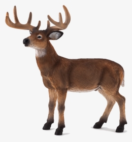 White Tailed Deer Mojo, HD Png Download, Transparent PNG