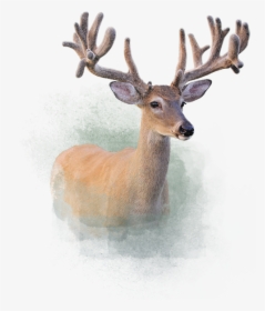 Deer - Elk, HD Png Download, Transparent PNG