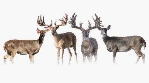 Elk, HD Png Download, Transparent PNG