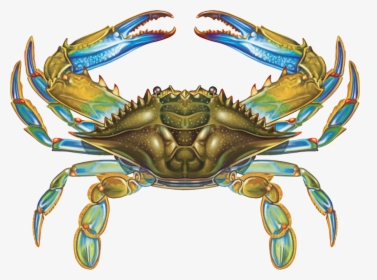 Crab - Crab Symmetry, HD Png Download, Transparent PNG