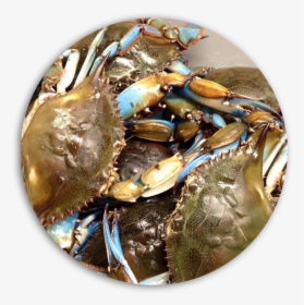 Fresh Blue Crabs Daily - Dungeness Crab, HD Png Download, Transparent PNG