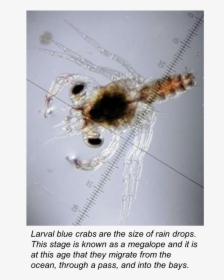 Bluecrab - Blue Crab Larvae, HD Png Download, Transparent PNG