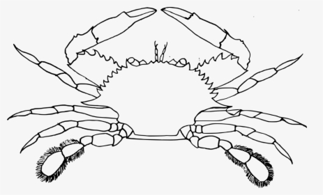 Chesapeake Blue Crab Decapods Seafood Computer Icons - Maryland Blue Crab Outline, HD Png Download, Transparent PNG