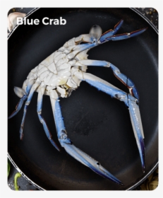 Blue Crab - Chesapeake Blue Crab, HD Png Download, Transparent PNG