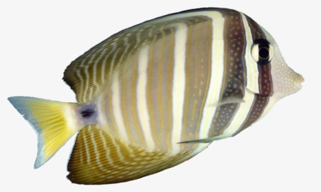 Transparent Ric Flair Woo Png - Pomacanthidae, Png Download, Transparent PNG