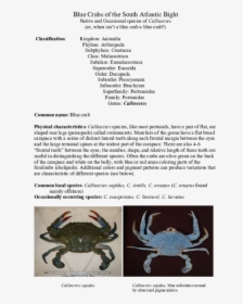Chesapeake Blue Crab, HD Png Download, Transparent PNG