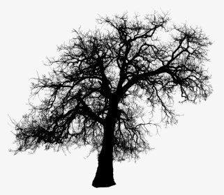 Tree,branch,woody And Stem,illustration - Creepy Dead Tree Silhouette, HD Png Download, Transparent PNG