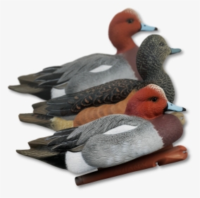 Home / Decoys / Duck Hunting Decoys - Avian X Wigeon Duck Decoys, HD Png Download, Transparent PNG