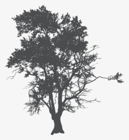 Tree Silhouette Poster - Siluetas De Arboles Para Photoshop, HD Png Download, Transparent PNG