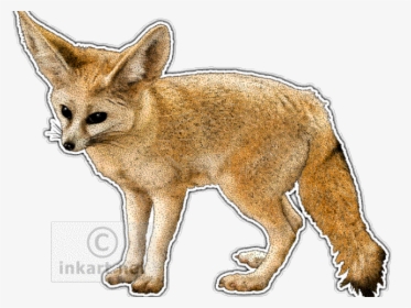 Fennec Fox Clipart Easy Drawing - Difference Between Jackal Fox And Wolf, HD Png Download, Transparent PNG