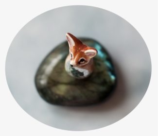 Abyssinian, HD Png Download, Transparent PNG