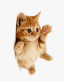Cute Cat Png Download - Cute Cat Png, Transparent Png, Transparent PNG