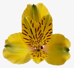 Peruvian Lily, HD Png Download, Transparent PNG