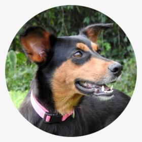 Companion Dog, HD Png Download, Transparent PNG