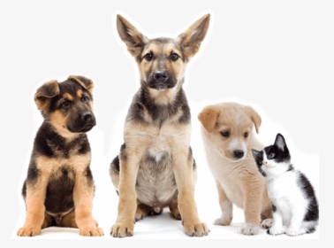 Adorable Puppies And Kitten - Puppy Cat And Dog Cute, HD Png Download, Transparent PNG
