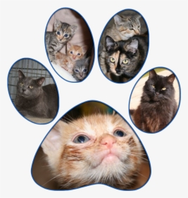 Cats - Asian, HD Png Download, Transparent PNG