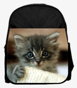 Cute Kitten - Kittens Tampa, HD Png Download, Transparent PNG