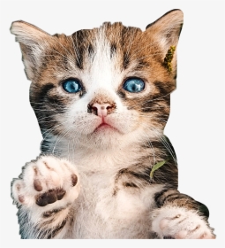 Kitten Kitty Cat Petsandanimals Cute Kitten - Kitten, HD Png Download, Transparent PNG