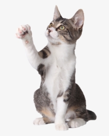 Cat Pointing Up - Cat Paw Up Png, Transparent Png, Transparent PNG
