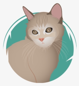 Shakira - American Wirehair, HD Png Download, Transparent PNG