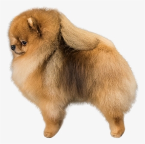 Transparent Pomeranian Clipart - Pomeranian, HD Png Download, Transparent PNG