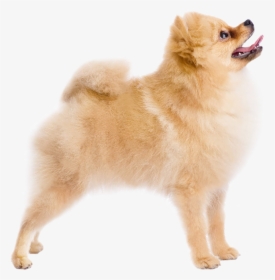 Anjing Pomeranian Art, HD Png Download, Transparent PNG