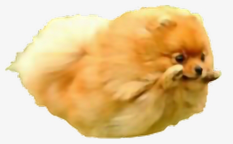 #dog #pomeranian #jump #fly #cute #kawaii #angel #freetoedit - Flying Pomeranian, HD Png Download, Transparent PNG