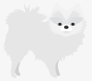 Pomeranian, HD Png Download, Transparent PNG