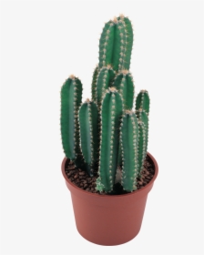 Cactus No Background Png, Transparent Png, Transparent PNG