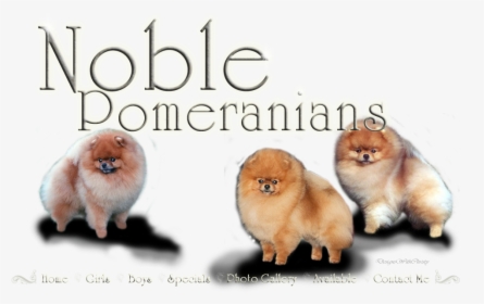 Pomeranian, HD Png Download, Transparent PNG