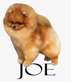 Pomeranian, HD Png Download, Transparent PNG