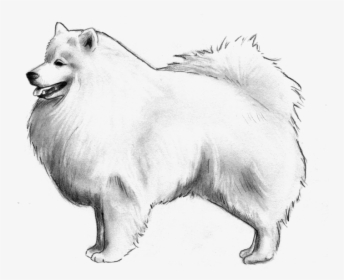 German Spitz - German Spitz Mittel, HD Png Download, Transparent PNG