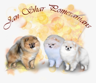 Pomeranian, HD Png Download, Transparent PNG