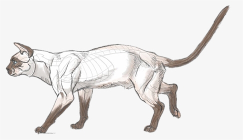 Fox Anatomy For Artists, HD Png Download, Transparent PNG