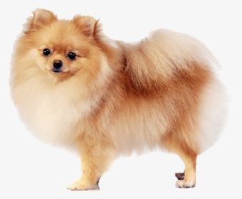 Pomeranian - פומרניין מעורב עם שפיץ, HD Png Download, Transparent PNG