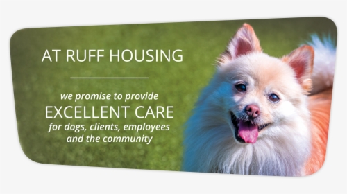 German Spitz Mittel, HD Png Download, Transparent PNG
