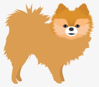 Pomeranian, HD Png Download, Transparent PNG
