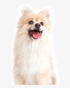 Pomeranian, HD Png Download, Transparent PNG