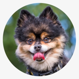 Pomeranian, HD Png Download, Transparent PNG