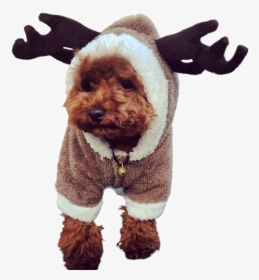 Hua Yuan Winter Clothes Dog Clothes Teddy Puppy Clothes - Disfraces De Perros Navidad, HD Png Download, Transparent PNG
