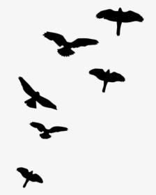 Shadows Of Birds Flying, HD Png Download, Transparent PNG