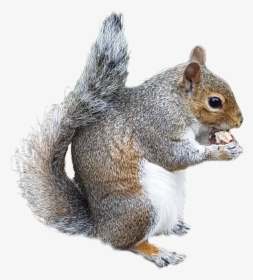 Collection Of Free Chipmunk Drawing Douglas Squirrel - Tiny Squirrel Transparent Background, HD Png Download, Transparent PNG