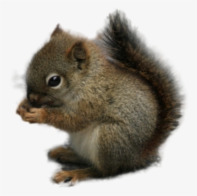 Squirrel Rodent Chipmunk Animal - Squirrel Image Transparent Background, HD Png Download, Transparent PNG