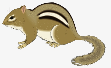Small, Chipmunk, Forest, Animal, Still, Staying, Stay - Chipmunk Clipart, HD Png Download, Transparent PNG