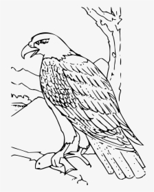 Coloring Book Bald Eagle Clip Arts - Hawk Clipart Black And White, HD Png Download, Transparent PNG