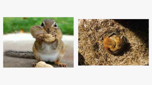 Picture - Chipmunks Store Food In Their Cheeks, HD Png Download, Transparent PNG