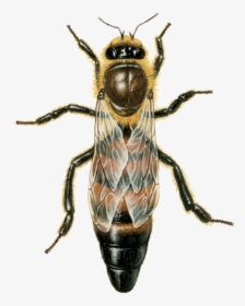Do Honey Bees Look Like, HD Png Download, Transparent PNG