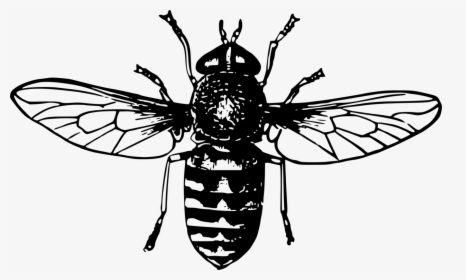 Fly,honey Bee,symmetry, HD Png Download, Transparent PNG